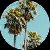 palmtrees2023